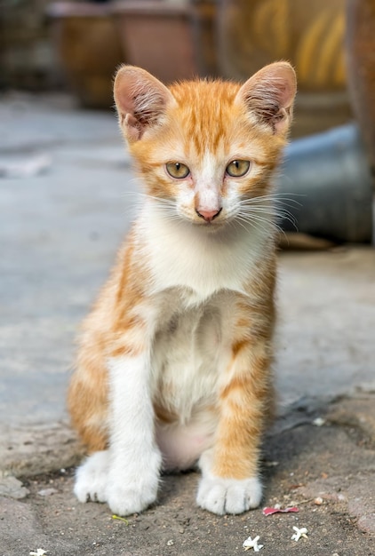 Il piccolo gattino marrone dorato carino si siede sul pavimento di cemento del cortile esterno sotto la luce naturale