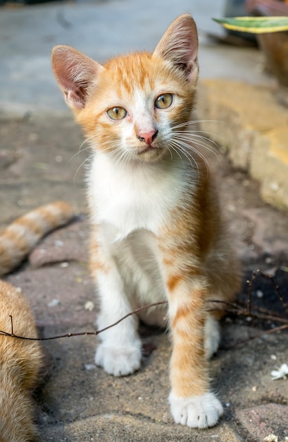 Il piccolo gattino marrone dorato carino si siede sul pavimento di cemento del cortile esterno sotto la luce naturale