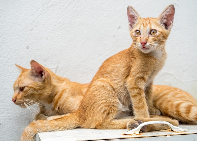 Il piccolo gattino marrone dorato dal vivo con la sua gatta madre si rilassa nel cortile all'aperto