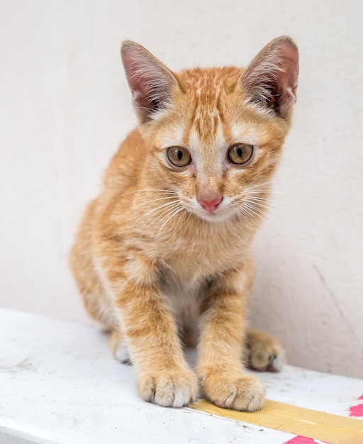 Il piccolo gattino marrone dorato dal vivo con la sua gatta madre si rilassa nel cortile all'aperto