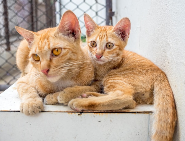 Il piccolo gattino marrone dorato dal vivo con la sua gatta madre si rilassa nel cortile all'aperto