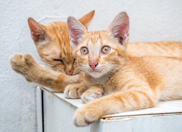 Il piccolo gattino marrone dorato dal vivo con la sua gatta madre si rilassa nel cortile all'aperto