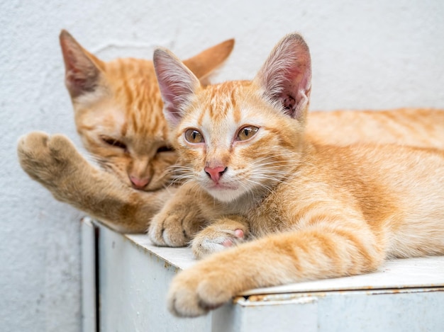 Il piccolo gattino marrone dorato dal vivo con la sua gatta madre si rilassa nel cortile all'aperto