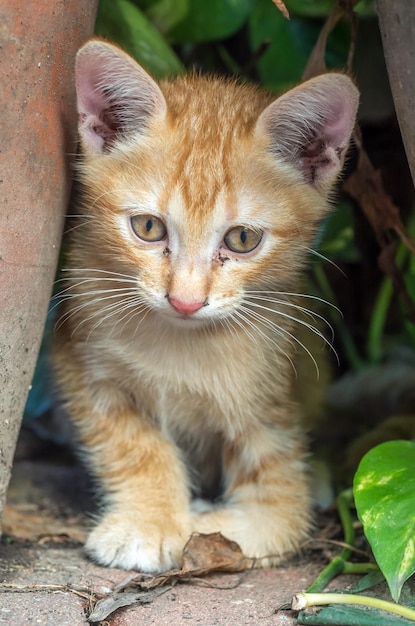 Il piccolo gattino marrone dorato sveglio si nasconde nel fuoco selettivo del giardino del cortile all'aperto sul suo occhio