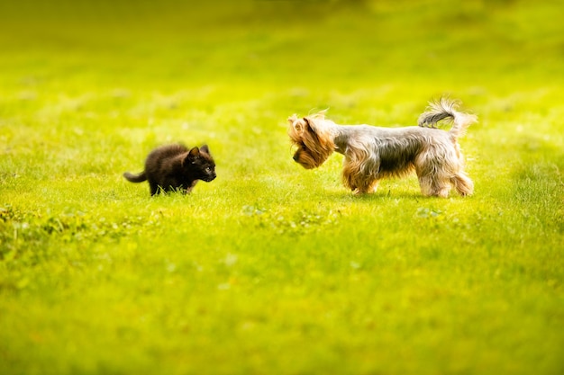 Il piccolo gattino mostra una posa difensiva guardando il cane