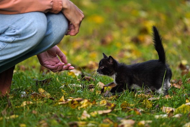 Il piccolo gattino nero cammina cautamente verso un essere umano che allunga la mano al gattino
