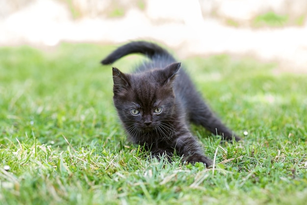 Il piccolo gattino nero gioca e corre nell'erba Il concetto di fattoria degli animali domestici