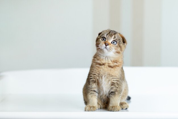 Il piccolo gattino per tre mesi si siede e guarda a sinistra. razza gattino britannico piega marrone.