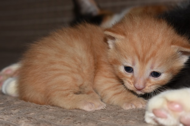 Il piccolo gattino rosso lanuginoso gioca sul divano