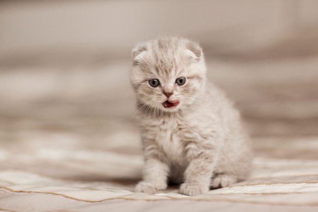 Il piccolo gattino si siede su un plaid