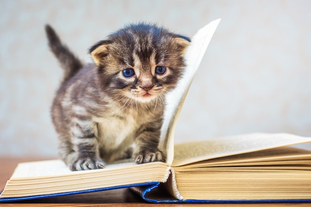 Il piccolo gattino sveglio a strisce si siede sul libro. Gattino con gli occhi azzurri. Il bambino impara a leggere. Primi passi nell'apprendimento. Copia spase per text_