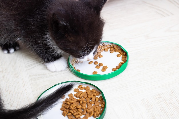 Il piccolo gattino sveglio mangia il cibo da una ciotola