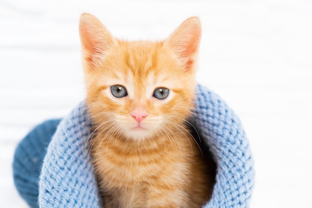 Il piccolo gattino tabby allo zenzero è seduto e guarda la telecamera con un cappello blu lavorato a maglia con copyspace