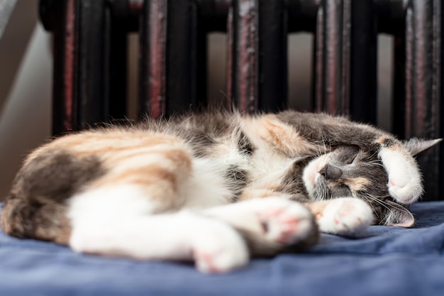 Il piccolo gatto carino dorme in una posa divertente su un divano vicino a un radiatore caldo