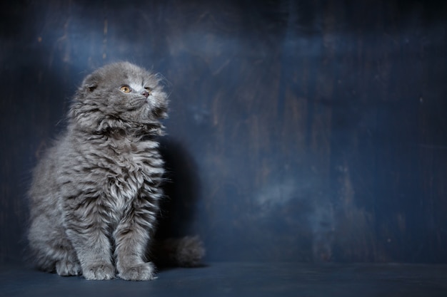 Il piccolo gatto grigio di razza Scottish Fold gioca su uno sfondo grigio