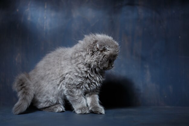 Il piccolo gatto grigio di razza Scottish Fold gioca su uno sfondo grigio