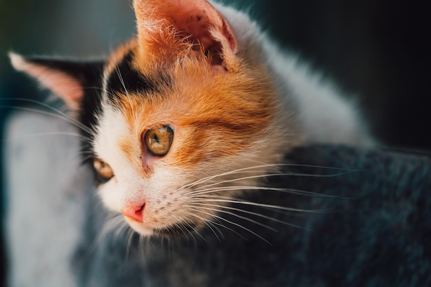 Il piccolo gatto si rilassa e dorme nel suo letto