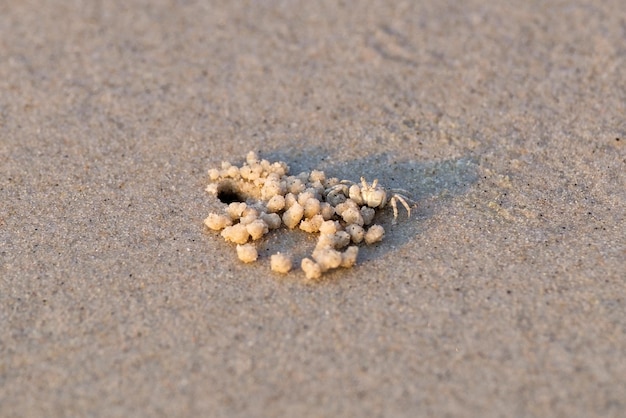 Il piccolo granchio vive nel buco sulla spiaggia