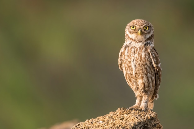 Il piccolo gufo (Athene noctua) in piedi su una roccia su uno sfondo colorato.