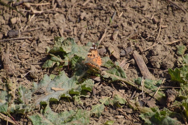 Il piccolo guscio di tartaruga sulla pianta