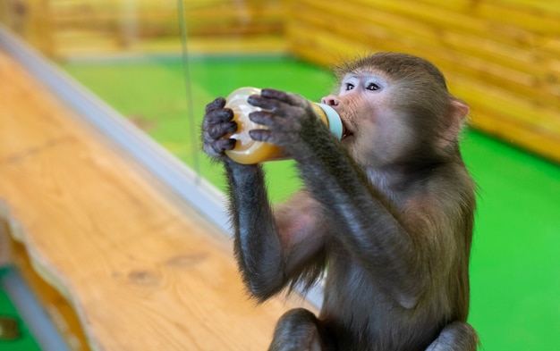 Il piccolo hamadryl grigio sta pranzando. Scimmia con una bottiglia. Animale. Mammiferi. Primati.