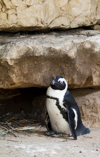 Il piccolo pinguino si nasconde dal caldo