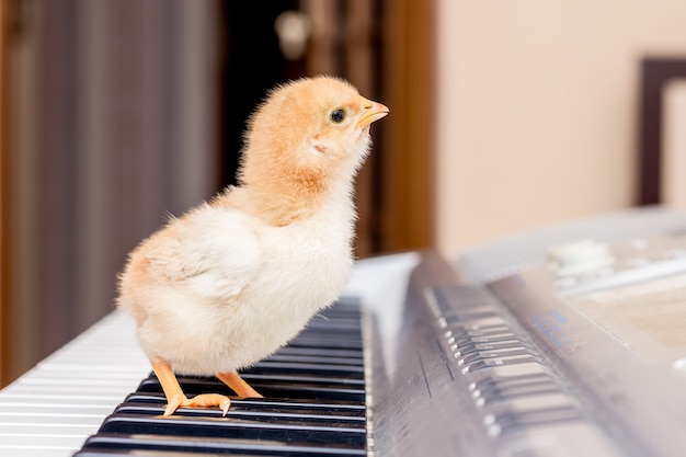 Il piccolo pollo giallo si trova sui tasti del piano