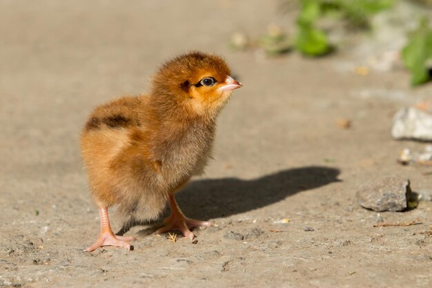 il piccolo pollo