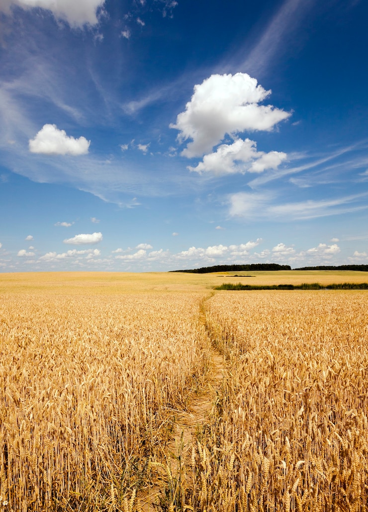 Foto il piccolo sentiero calpestato in un campo agricolo