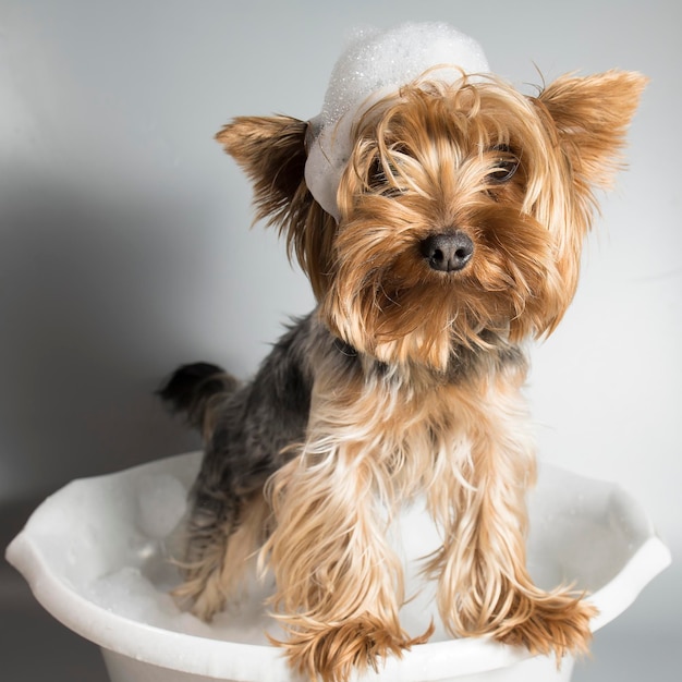 Il piccolo yorkshire terrier domestico del cane fa un bagno e fa le procedure igieniche