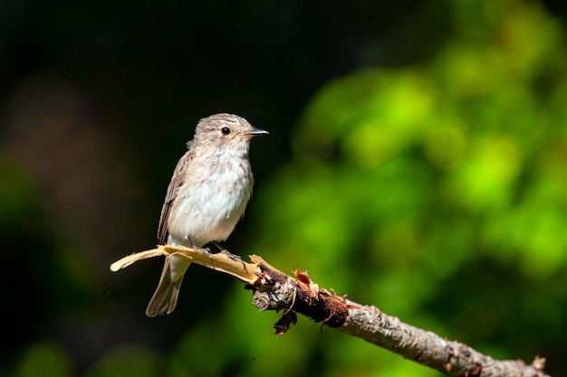 Il pigliamosche maculato (Muscicapa striata) è un piccolo uccello passeriforme della famiglia dei pigliamosche...