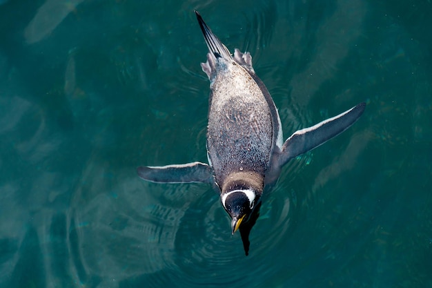 Il pinguino galleggia sulla superficie dell'acqua blu trasparente