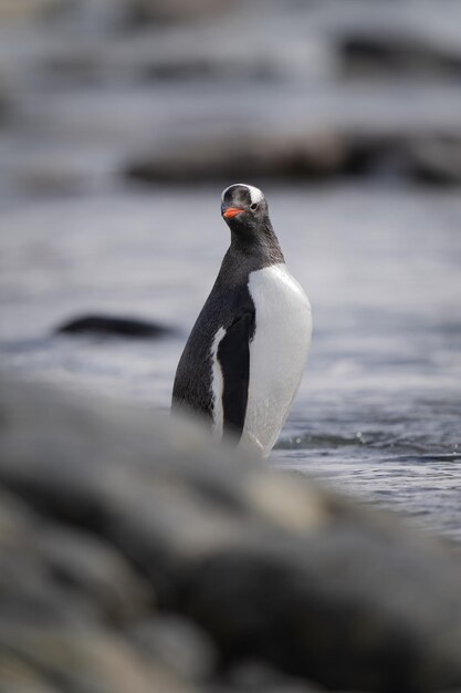 Il pinguino Gentoo si trova dietro la roccia a guardare la telecamera