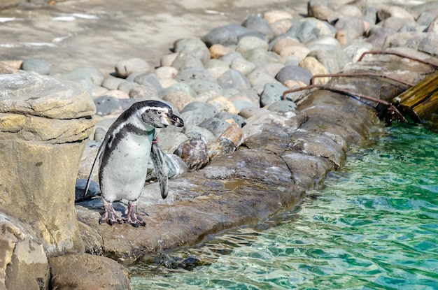 Il pinguino si crogiola al sole in piscina allo zoo Il pinguino riposa sulle rocce vicino allo stagno Messa a fuoco selettiva