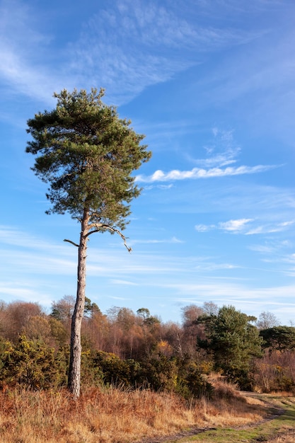 Il pino di Scott solitario nella foresta di Ashdown