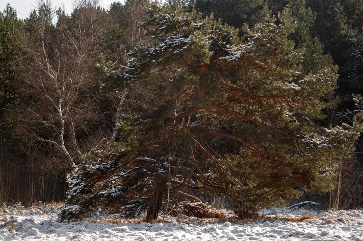 Foto il pino invernale nella foresta innevata