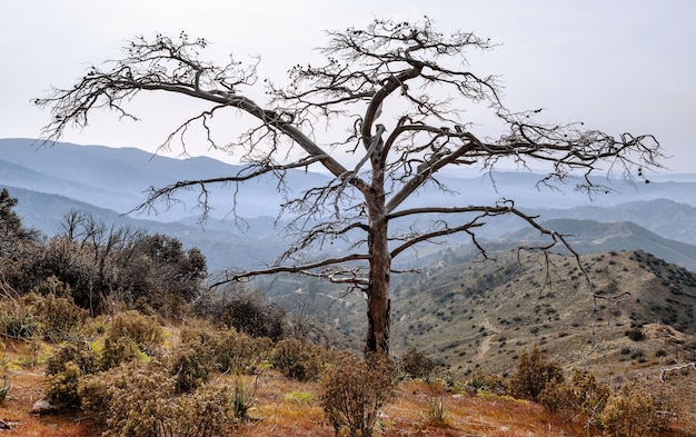 Il pino morto con rami secchi sparsi si erge solo come una silhouette sul paesaggio delle montagne