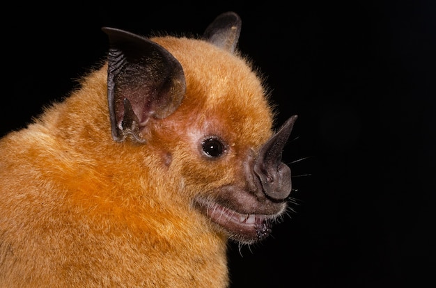 Il pipistrello dal naso a lancia maggiore è uno dei pipistrelli più grandi di questa regione