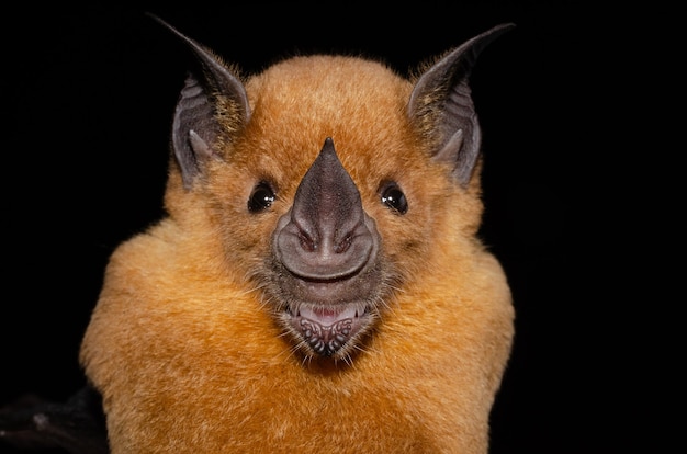 Il pipistrello dal naso a lancia maggiore è uno dei pipistrelli più grandi di questa regione