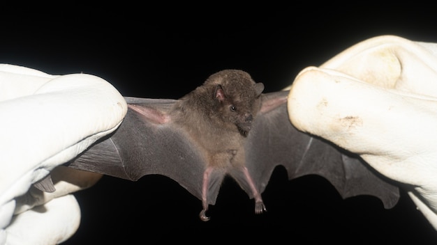 Il pipistrello senza coda (Anoura caudifer) è una specie di pipistrello dal naso a foglia proveniente dal Sud America