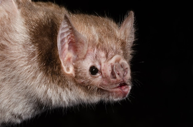 Il pipistrello vampiro comune