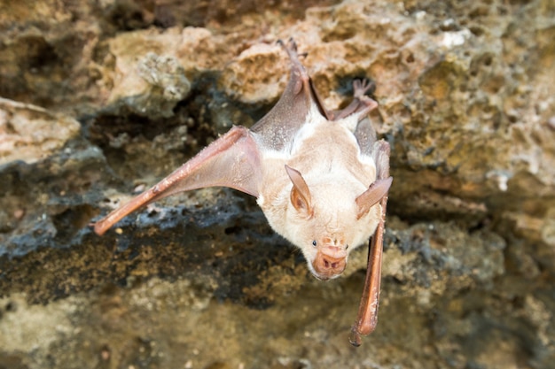 Il pipistrello vampiro sta dormendo nella grotta appesa al periodo del soffitto