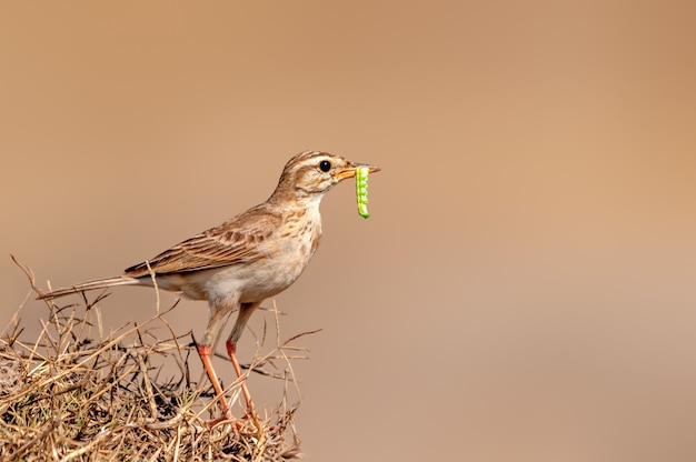 Il pipit di Paddyfield con un bruco prende l'erba