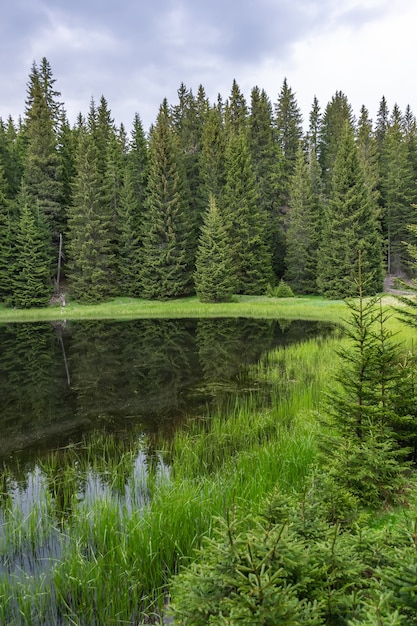 Il pittoresco laghetto si trova lontano nella foresta.