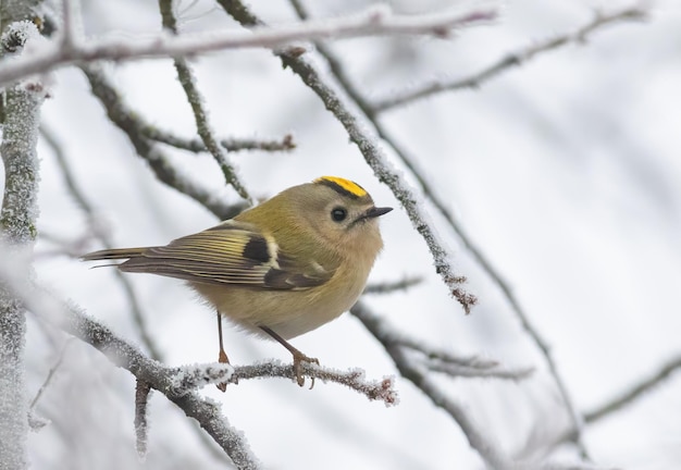 Il più piccolo uccello di Goldcrest Regulus regulus Eurasia si siede su un ramo