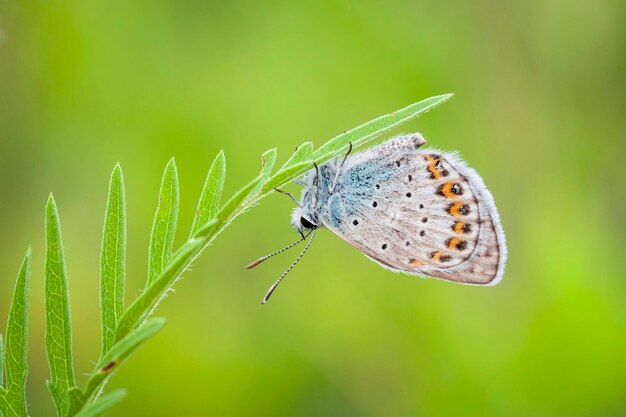 Il Plebejus argus blu tempestato di argento è una farfalla della famiglia dei Lycaenidae