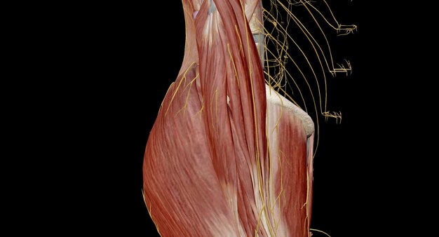 Il plesso lombare è una complessa rete neurale formata dalle radici nervose toraciche inferiori e ventrali lombari