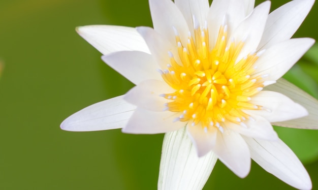 il polline giallo ravvicinato del fiore di loto nell&#39;acqua della piscina.