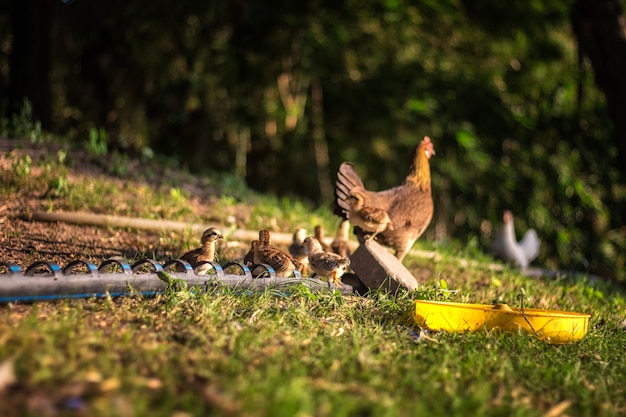 Il pollo del bambino sta mangiando, ma le galline