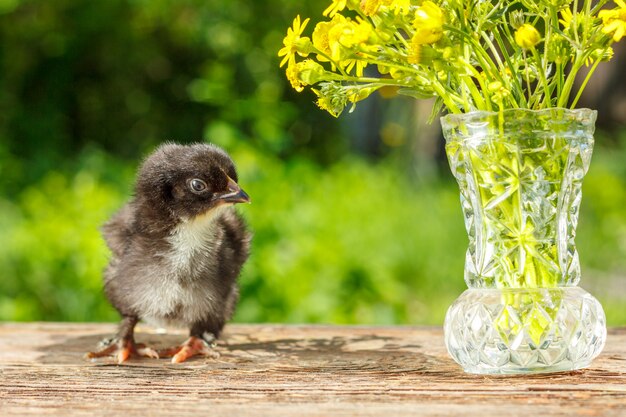 il pollo nero sta su una tavola di legno con sfondo naturale